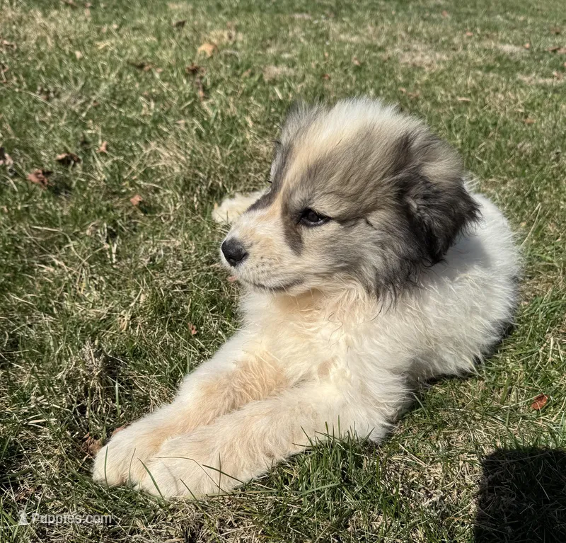 Blue – Great Pyrenees puppy for sale in Warrenton, VA