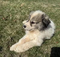 Blue, a male Great Pyrenees for sale in Warrenton, VA – Photo 1 of 4