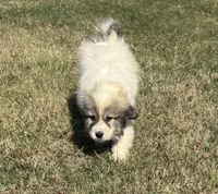 Blue, a male Great Pyrenees for sale in Warrenton, VA – Photo 3 of 4