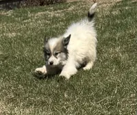 Blue, a male Great Pyrenees for sale in Warrenton, VA – Photo 4 of 4