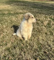 Stirrup, a male Great Pyrenees for sale in Warrenton, VA – Photo 5 of 5