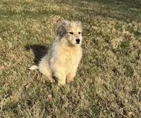 Stirrup, a male Great Pyrenees for sale in Warrenton, VA – Photo 4 of 5