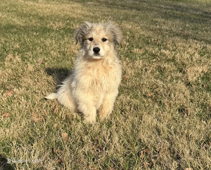 Stirrup – Great Pyrenees puppy for sale in Warrenton, VA