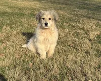 Stirrup, a male Great Pyrenees for sale in Warrenton, VA – Photo 1 of 5