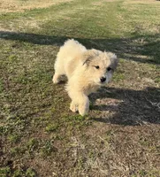 Stirrup, a male Great Pyrenees for sale in Warrenton, VA – Photo 3 of 5