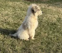 Stirrup, a male Great Pyrenees for sale in Warrenton, VA – Photo 2 of 5