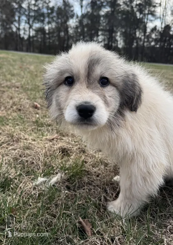 Snow White  – Great Pyrenees puppy for sale in Warrenton, VA