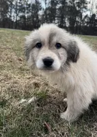 Snow White , a male Great Pyrenees for sale in Warrenton, VA – Photo 1 of 4