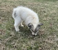 Snow White , a male Great Pyrenees for sale in Warrenton, VA – Photo 4 of 4