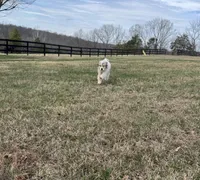 Snow White , a male Great Pyrenees for sale in Warrenton, VA – Photo 2 of 4