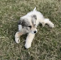 Snow White , a male Great Pyrenees for sale in Warrenton, VA – Photo 3 of 4