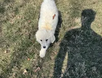 Margo, a female Great Pyrenees for sale in Warrenton, VA – Photo 3 of 4