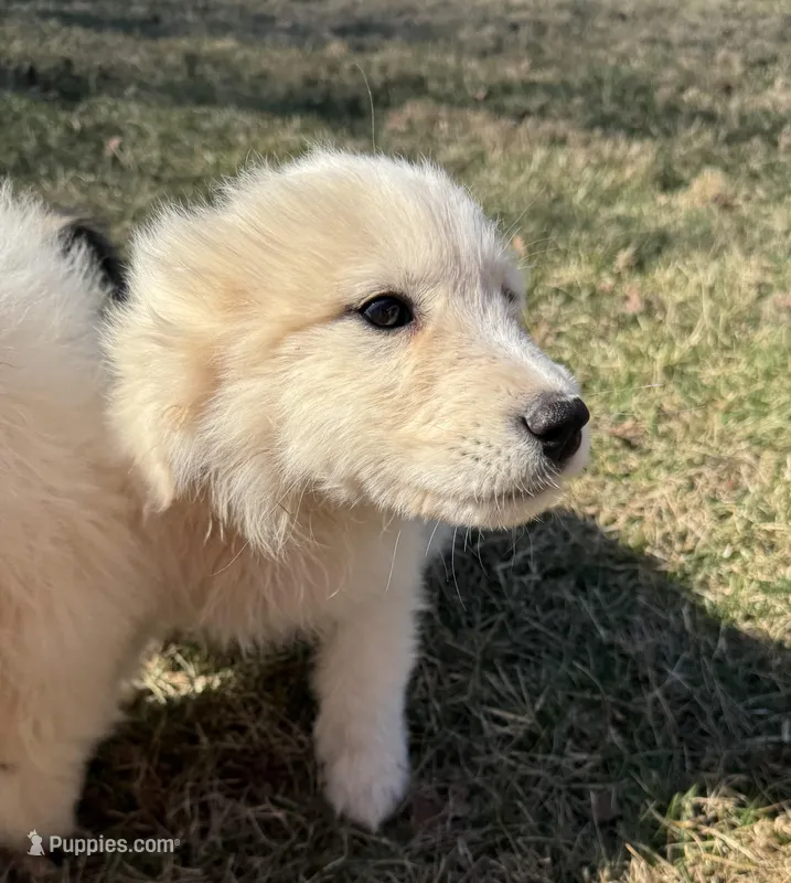 Margo – Great Pyrenees puppy for sale in Warrenton, VA