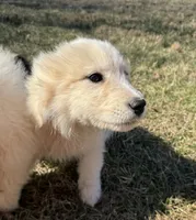 Margo, a female Great Pyrenees for sale in Warrenton, VA – Photo 1 of 4