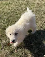 Margo, a female Great Pyrenees for sale in Warrenton, VA – Photo 2 of 4