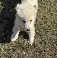 Margo, a female Great Pyrenees for sale in Warrenton, VA – Photo 4 of 4