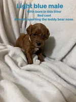 Buddy, a male Miniature Goldendoodle for sale in Thomasville, NC – 3 of 3