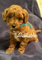 Buddy, a male Miniature Goldendoodle for sale in Thomasville, NC – 2 of 3