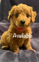 Sissy, a female Miniature Goldendoodle for sale in Thomasville, NC – 2 of 3