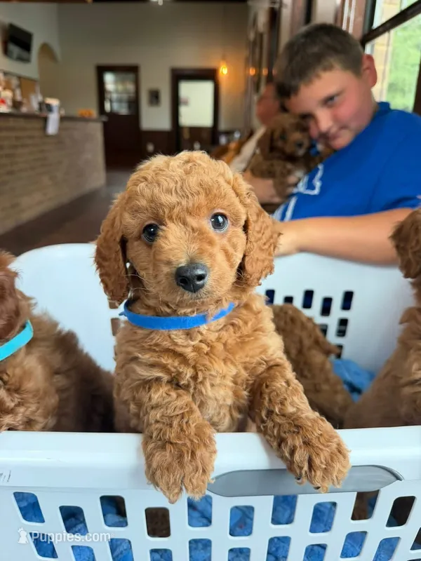 Blue – Miniature Goldendoodle puppy for sale in Thomasville, NC