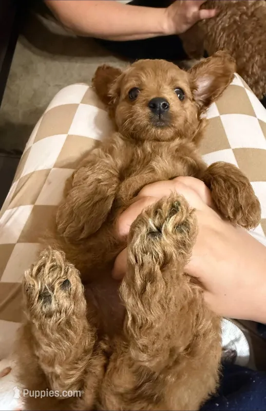 Sissy – Miniature Goldendoodle puppy for sale in Thomasville, NC