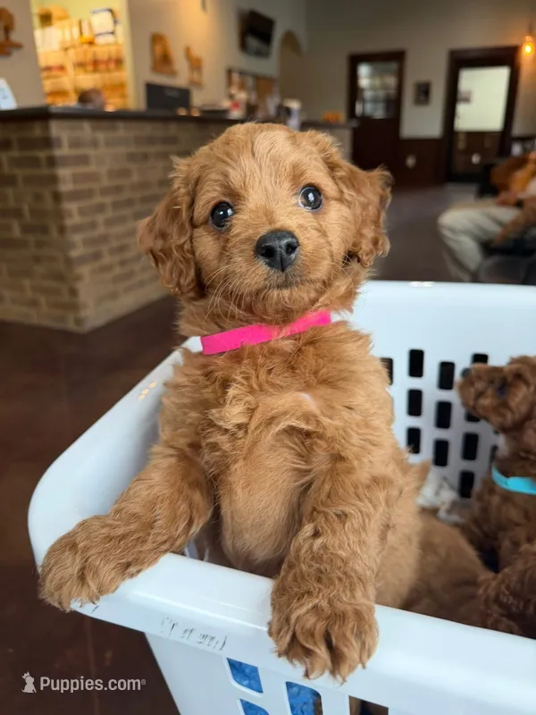 Sissy – Miniature Goldendoodle puppy for sale in Thomasville, NC