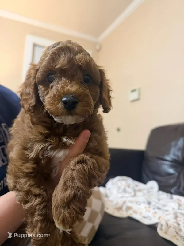 Buddy – Miniature Goldendoodle puppy for sale in Thomasville, NC