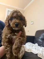 Buddy, a male Miniature Goldendoodle for sale in Thomasville, NC – 1 of 3
