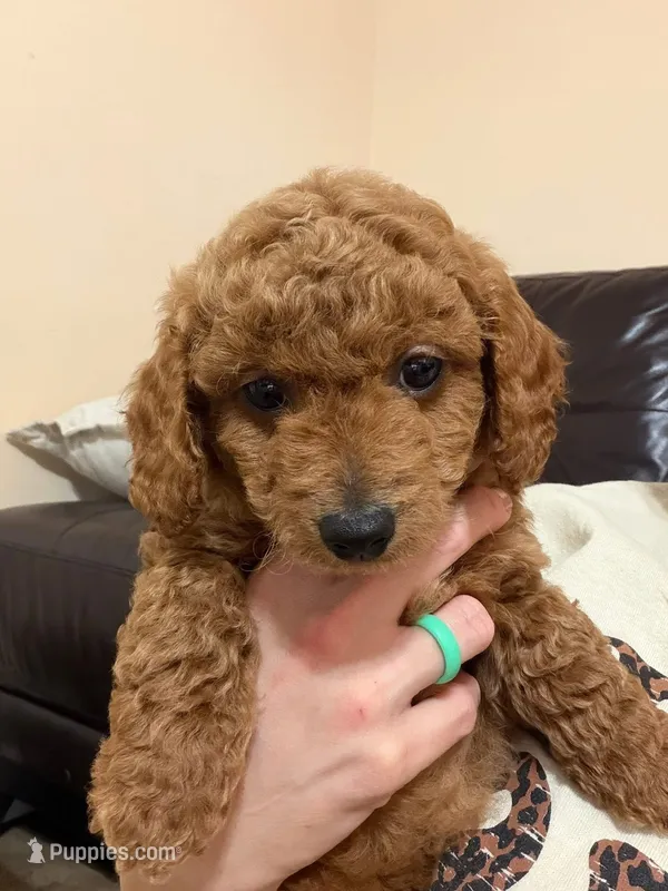 Blue – Miniature Goldendoodle puppy for sale in Thomasville, NC