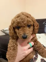 Blue, a male Miniature Goldendoodle for sale in Thomasville, NC – 1 of 2