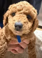 Blue, a male Miniature Goldendoodle for sale in Thomasville, NC – 2 of 2