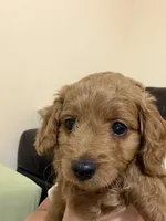 Sissy, a female Miniature Goldendoodle for sale in Thomasville, NC – 3 of 3