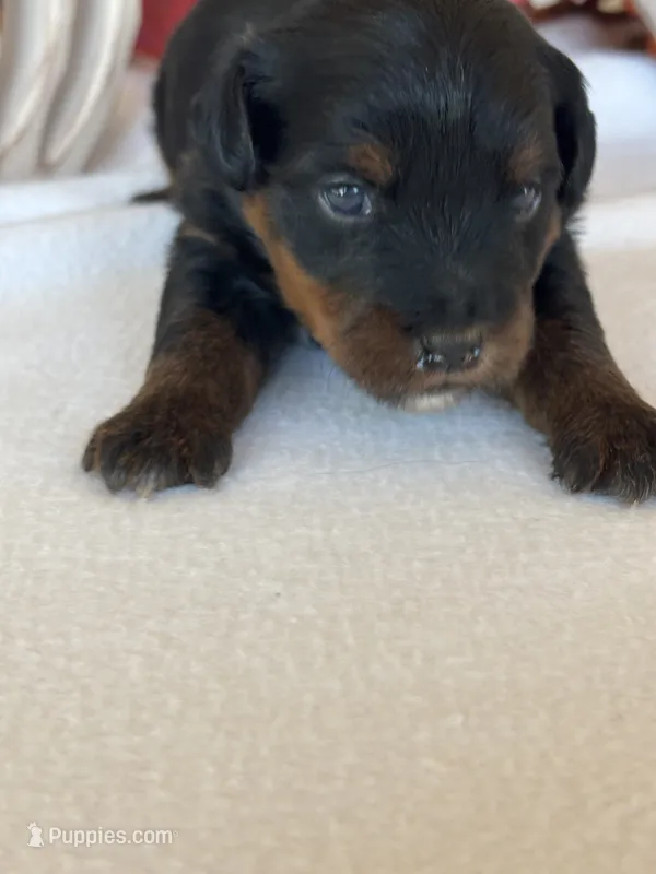 Ali – Yorkipoo, Yorkshire Terrier puppy for sale in Howe, OK