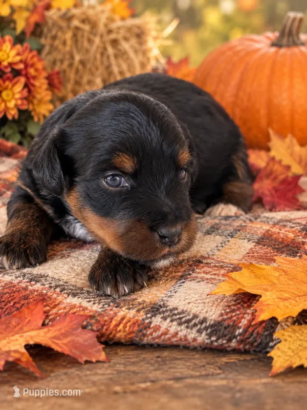 Ali – Yorkipoo, Yorkshire Terrier puppy for sale in Howe, OK