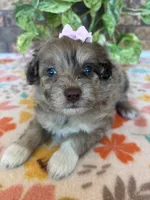 Pumpkin, a female Pomapoo and Poodle - Toy  for sale in Howe, OK – 7 of 8
