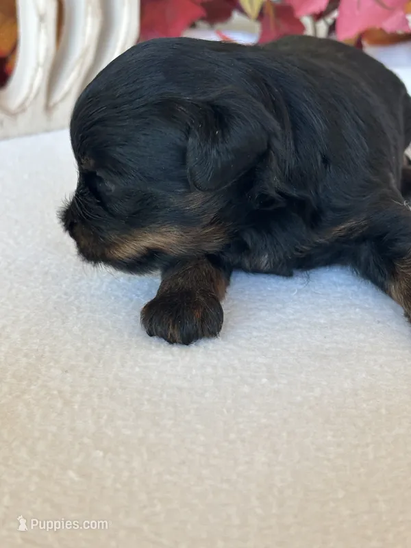 Abby – Yorkipoo, Poodle - Toy  puppy for sale in Howe, OK