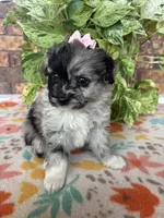 Bella, a female Pomapoo and Poodle - Toy  for sale in Howe, OK – 6 of 7