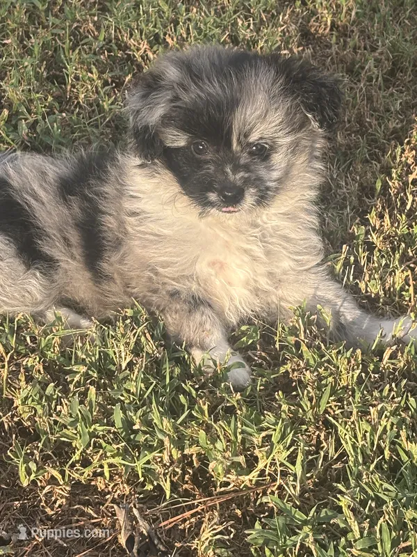 Bella – Pomapoo, Poodle - Toy  puppy for sale in Howe, OK