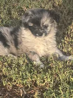 Bella~HOLD, a female Pomapoo and Poodle - Toy  for sale in Howe, OK – 6 of 10