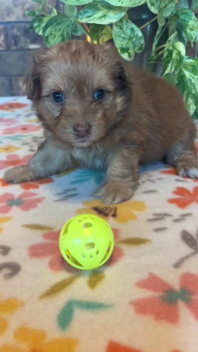 Boomer, a male Pomapoo and Pomeranian for sale in Howe, OK – 7 of 7