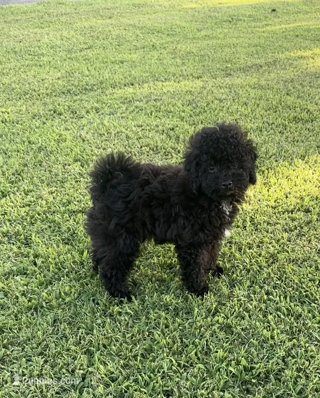 Oakley – Maltipoo, Poodle - Toy  puppy for sale in Howe, OK