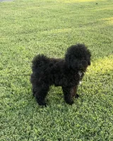 Oakley, a male Maltipoo and Poodle - Toy  for sale in Howe, OK – 1 of 7