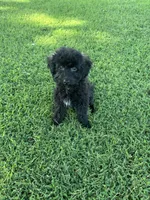 Oakley, a male Maltipoo and Poodle - Toy  for sale in Howe, OK – 6 of 7
