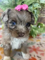 Cookey-HOLD, a female Pomapoo and Pomeranian for sale in Howe, OK – 2 of 7