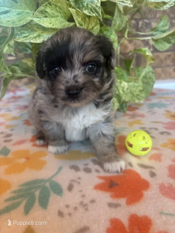Blu – Pomapoo puppy for sale in Howe, OK