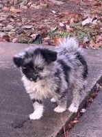 Bella~HOLD, a female Pomapoo and Poodle - Toy  for sale in Howe, OK – 3 of 10