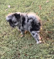 Bella~HOLD, a female Pomapoo and Poodle - Toy  for sale in Howe, OK – 4 of 10