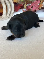 Abby, a female Yorkipoo and Poodle - Toy  for sale in Howe, OK – 4 of 8