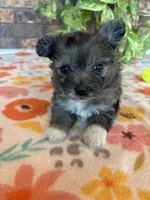 Stormy, a male Pomapoo for sale in Howe, OK – 6 of 8