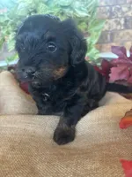 Abby, a female Yorkipoo and Yorkshire Terrier for sale in Howe, OK – 2 of 10